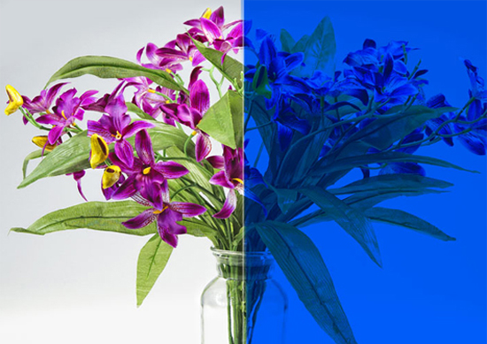 BLUE-SR-HPR Blue