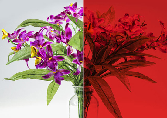 RED-SR-HPR Red